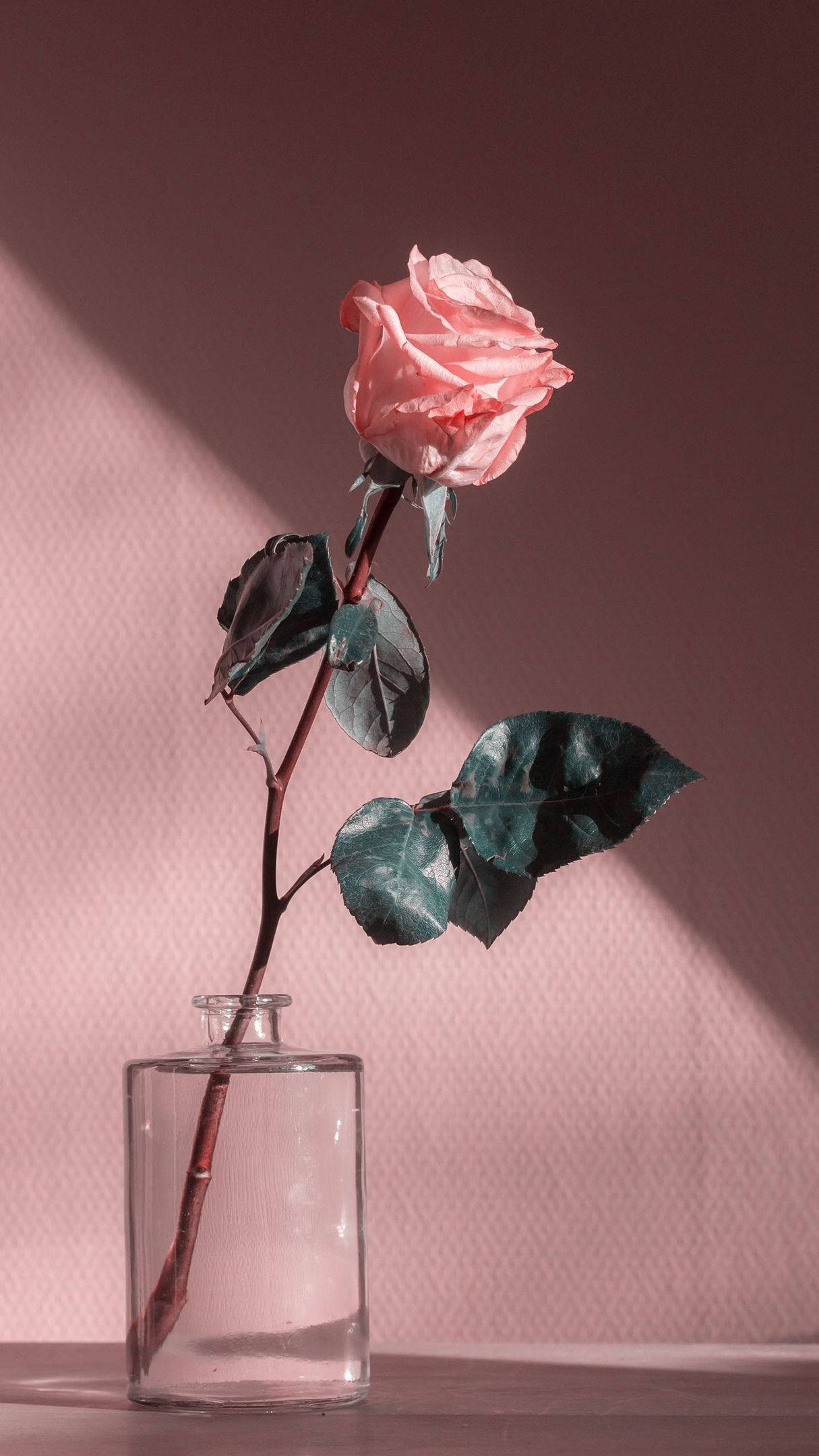 Pink Flower 桌布 壁紙 — 一朵粉紅玫瑰在透明玻璃花瓶中，在帶有紋理的粉紅牆壁上投下柔和陰影。