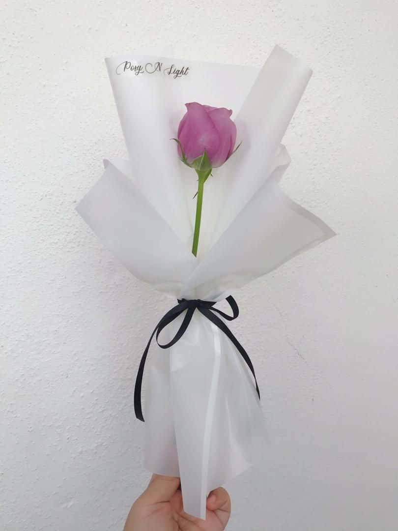 Single Rose 桌布 壁紙 — 一朵粉紅玫瑰用白紙包裹並繫上黑色絲帶，靠著素牆手持。