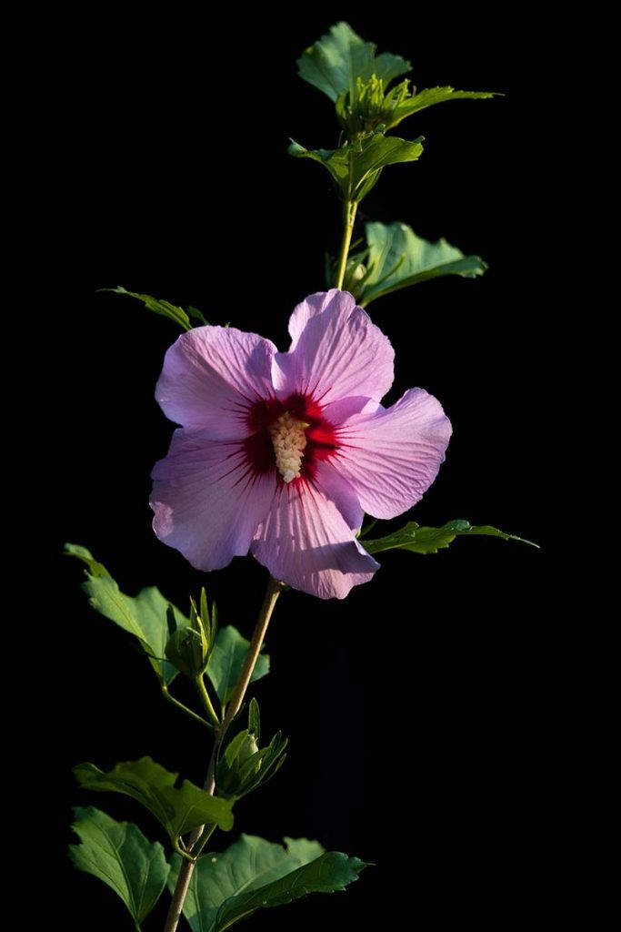 Hibiscus 桌布 壁紙 — 一朵粉紅色、紅色花心的木芙蓉花，在純黑背景下盛開，被柔和光線照亮。