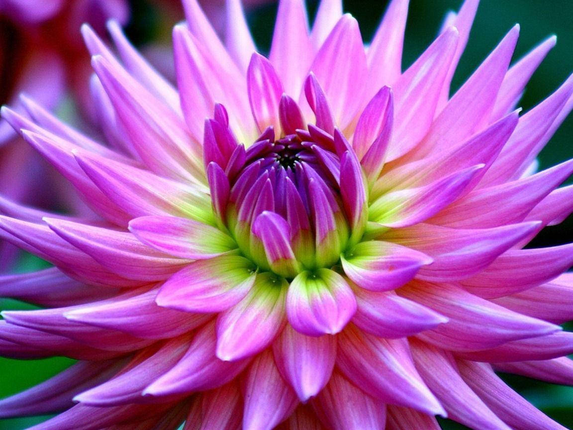 Dahlia 桌布 壁紙 — 一朵粉紅色大麗花的特寫，花瓣層層疊疊，基部漸變為綠色，背景為模糊的綠色。