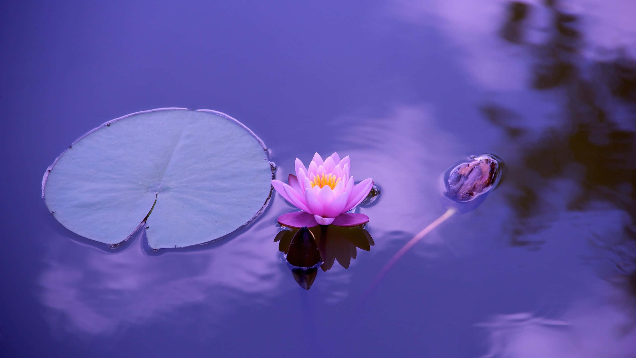lotus 桌布 壁紙 — 一朵粉紅色的睡蓮在寧靜的紫色池塘上靜靜綻放，附近有一片大荷葉。