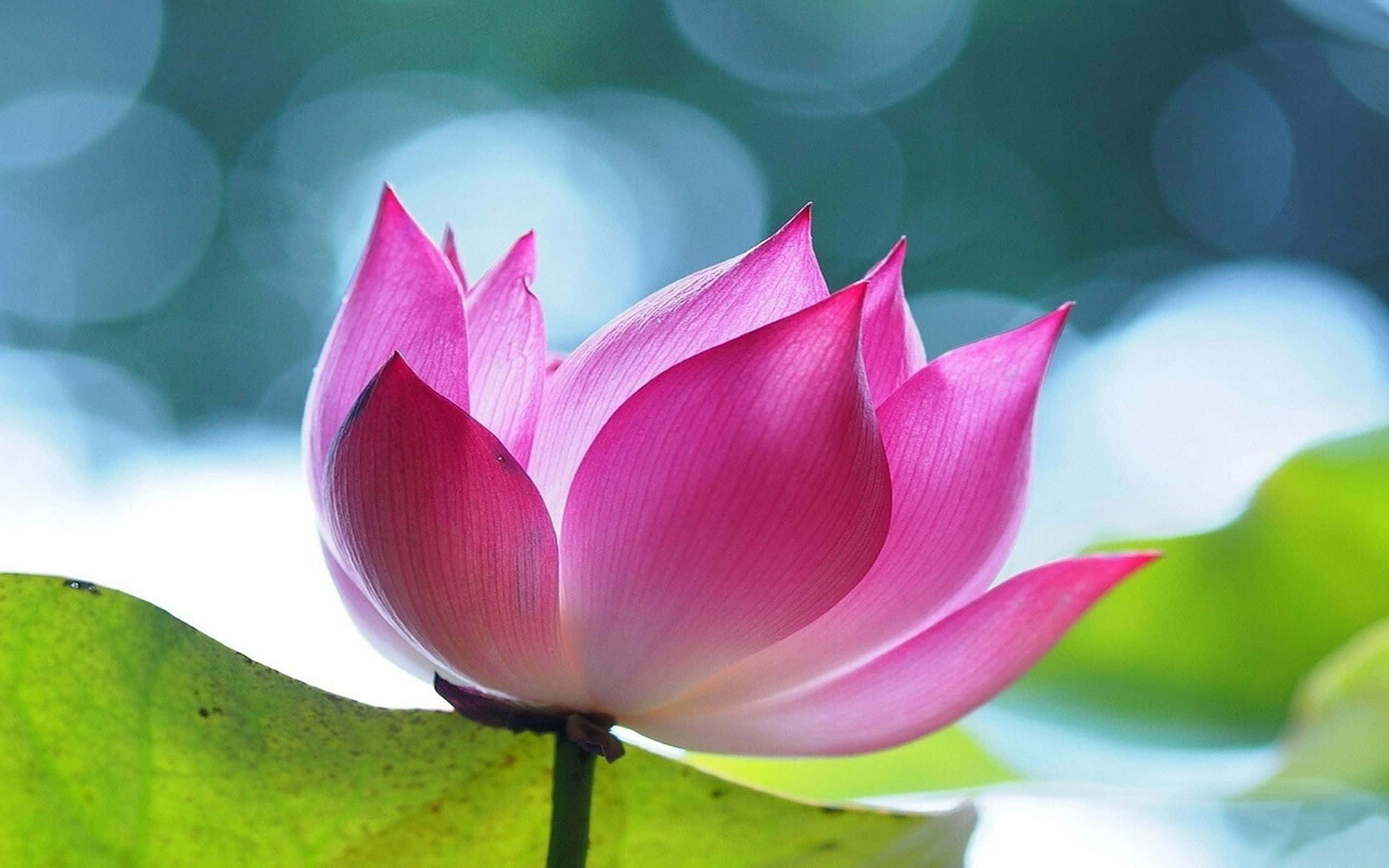 一朵粉紅色的蓮花靜靜盛開在荷葉上 壁紙