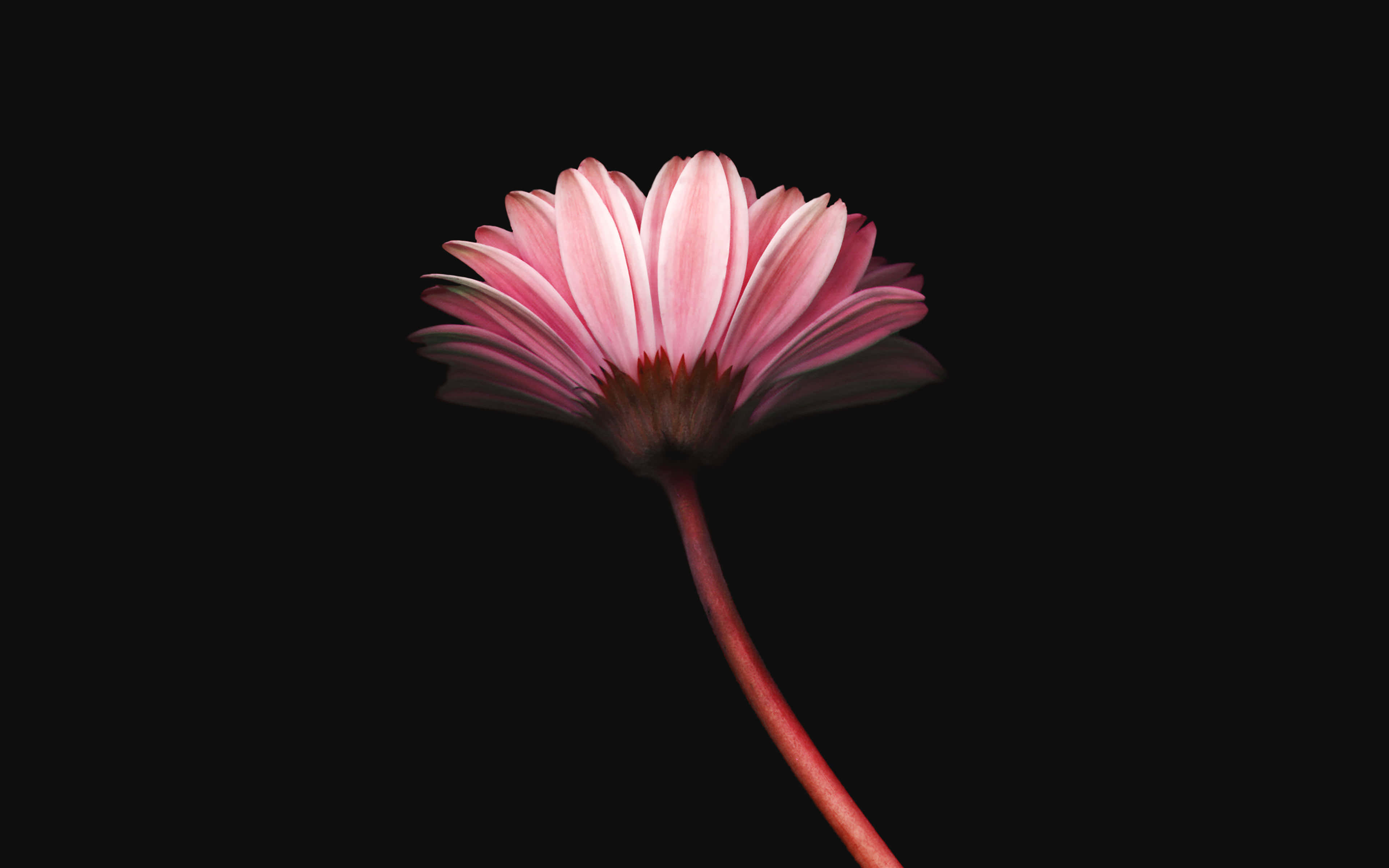 Simple Flower 桌布 壁紙 — 一朵粉紅色的雛菊，花瓣精緻，莖部略帶紅色，在純黑色背景下格外突出。