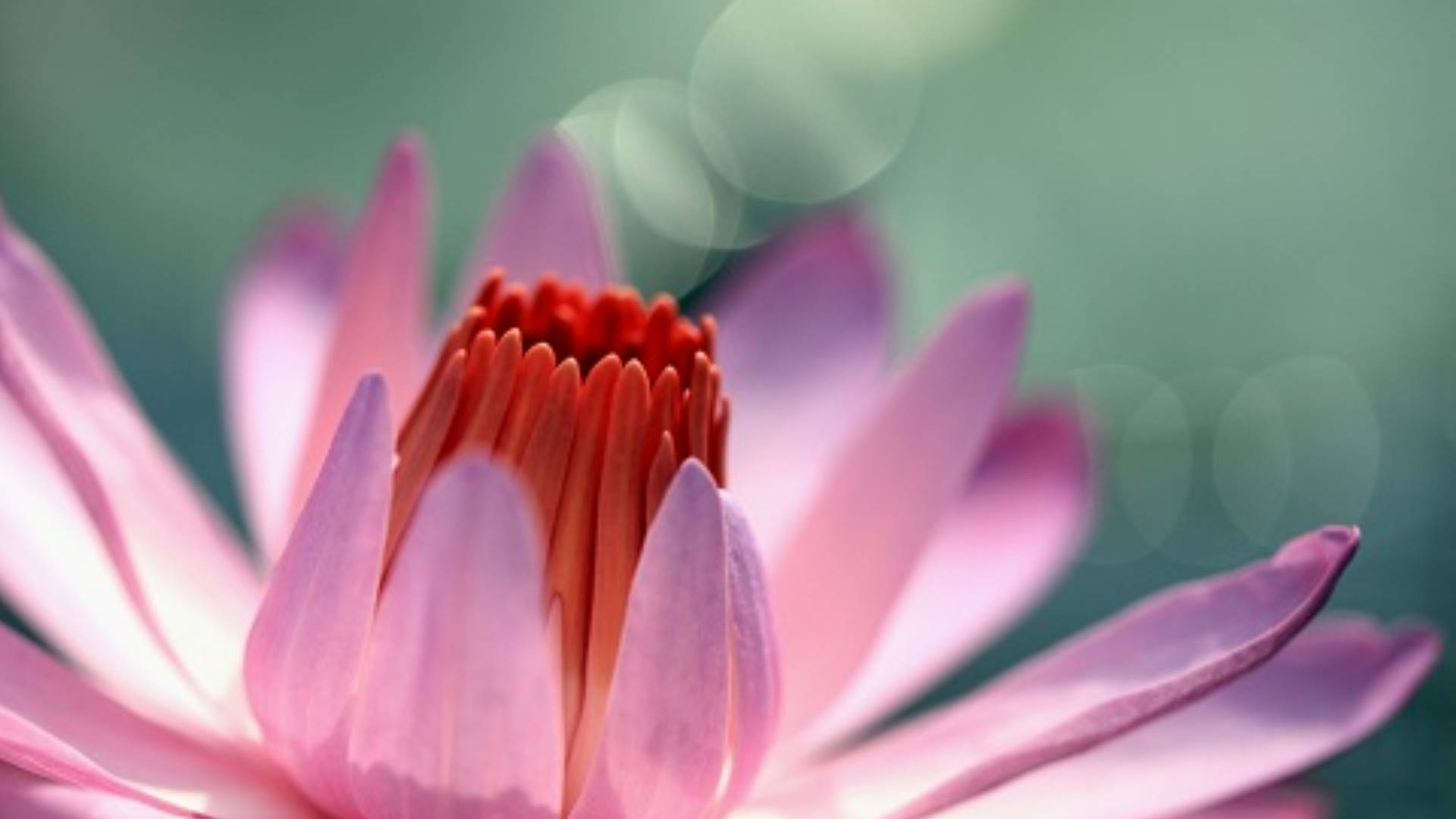 lily 桌布 壁紙 — 一朵粉紅色蓮花的特寫，帶有鮮豔的紅色中心，在模糊的綠色背景下柔和發光。
