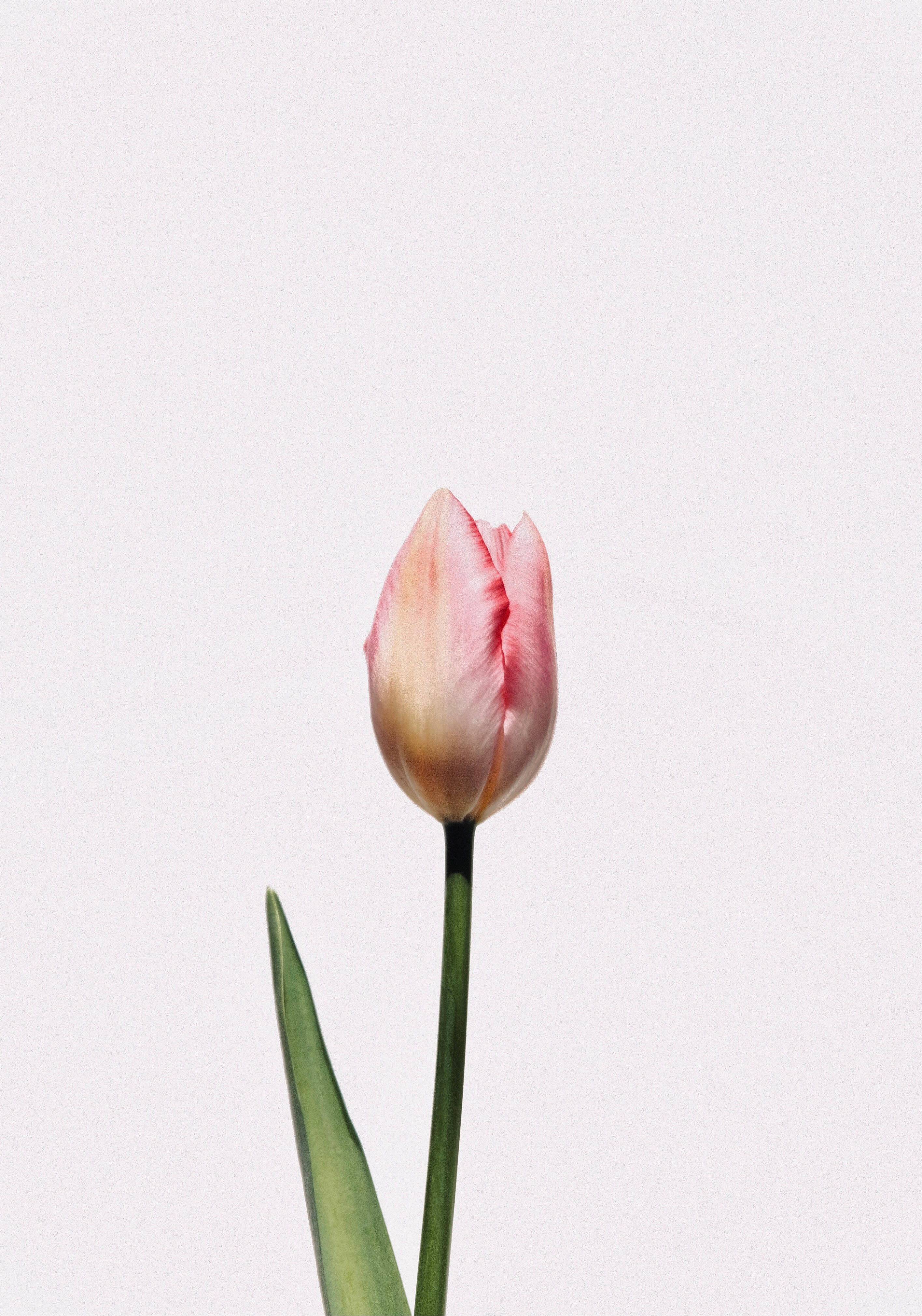 鬱金香 桌布 壁紙 — 一朵粉紅色鬱金香花蕾，帶有綠色莖，在柔和的白色背景上亭亭玉立。