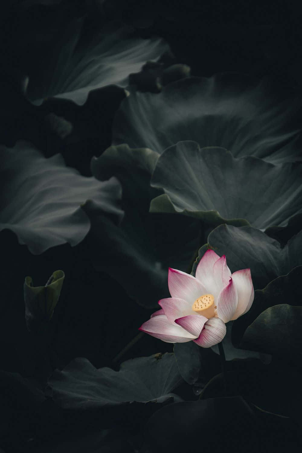 lotus 桌布 壁紙 — 一朵粉紅蓮花在寧靜的池塘中，以黑暗、陰影的睡蓮葉為背景，柔和地綻放。