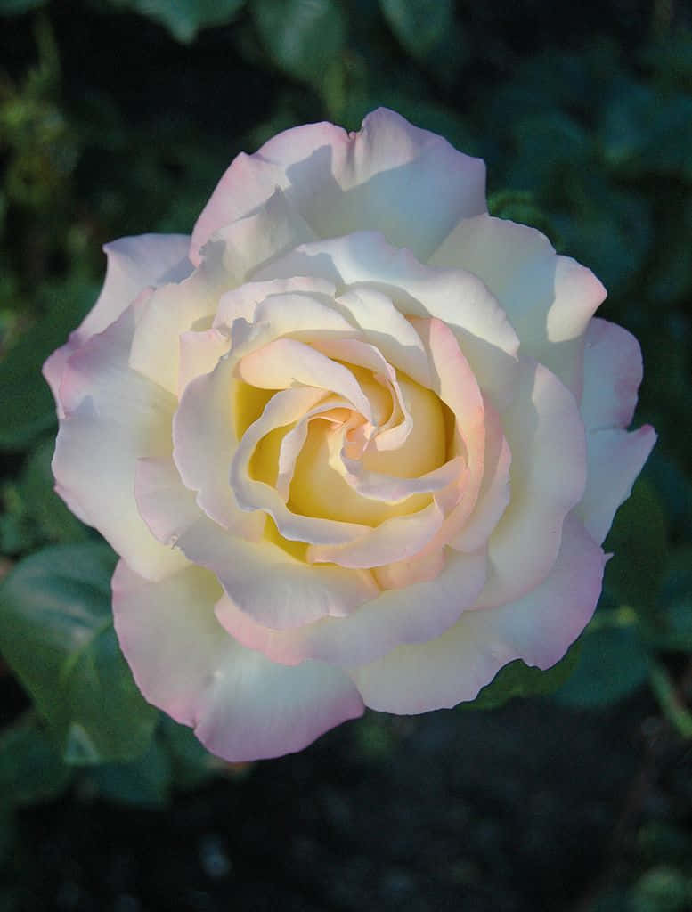 Single Rose 桌布 壁紙 — 一朵精緻玫瑰的特寫，柔軟的白色花瓣邊緣帶有粉紅色，黃色花蕊在自然光下閃耀。