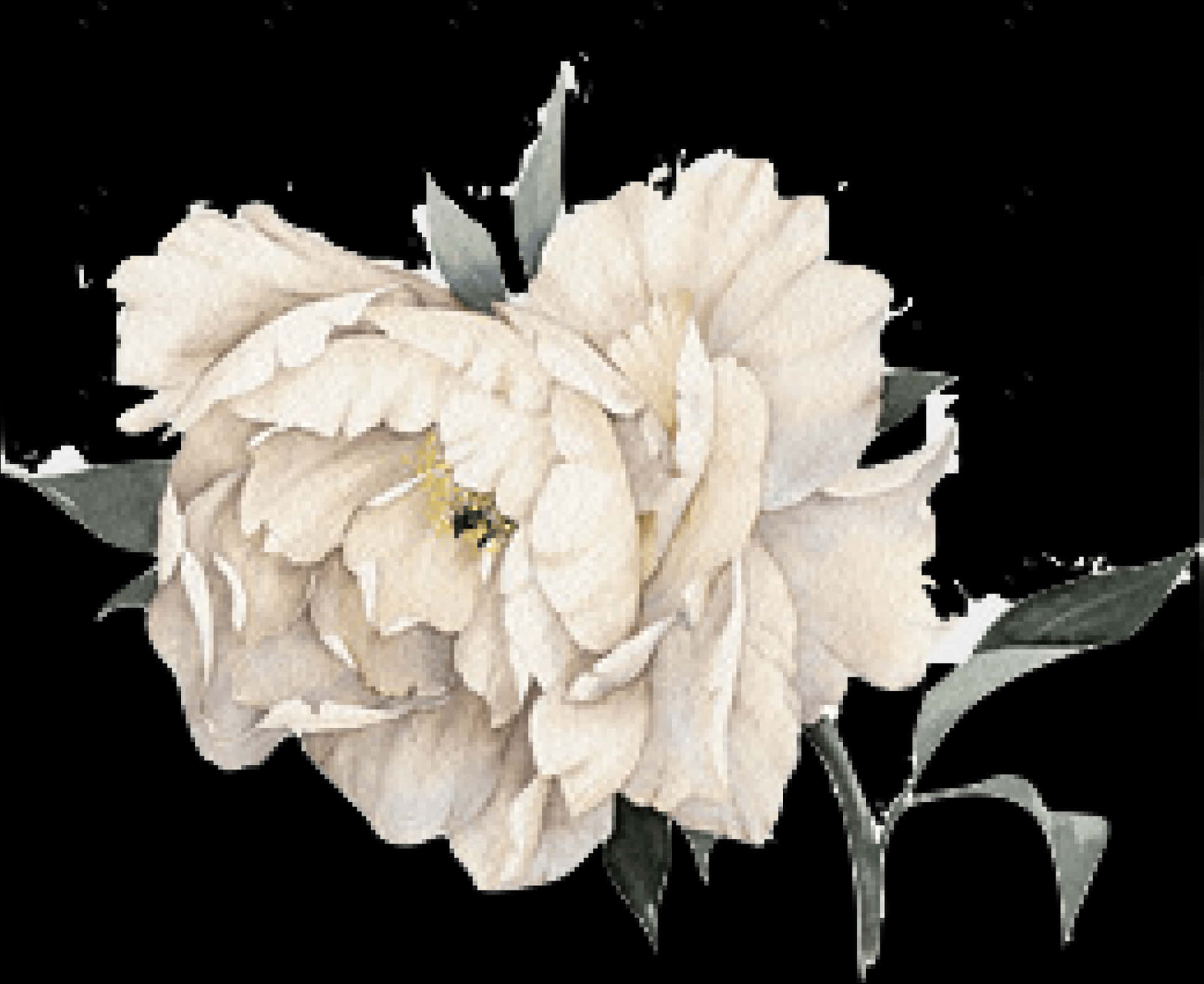 Watercolor Flower 桌布 壁紙 — 一朵精緻的奶油色牡丹，層層疊疊的花瓣和深綠色的葉子，在純黑色背景下脫穎而出。