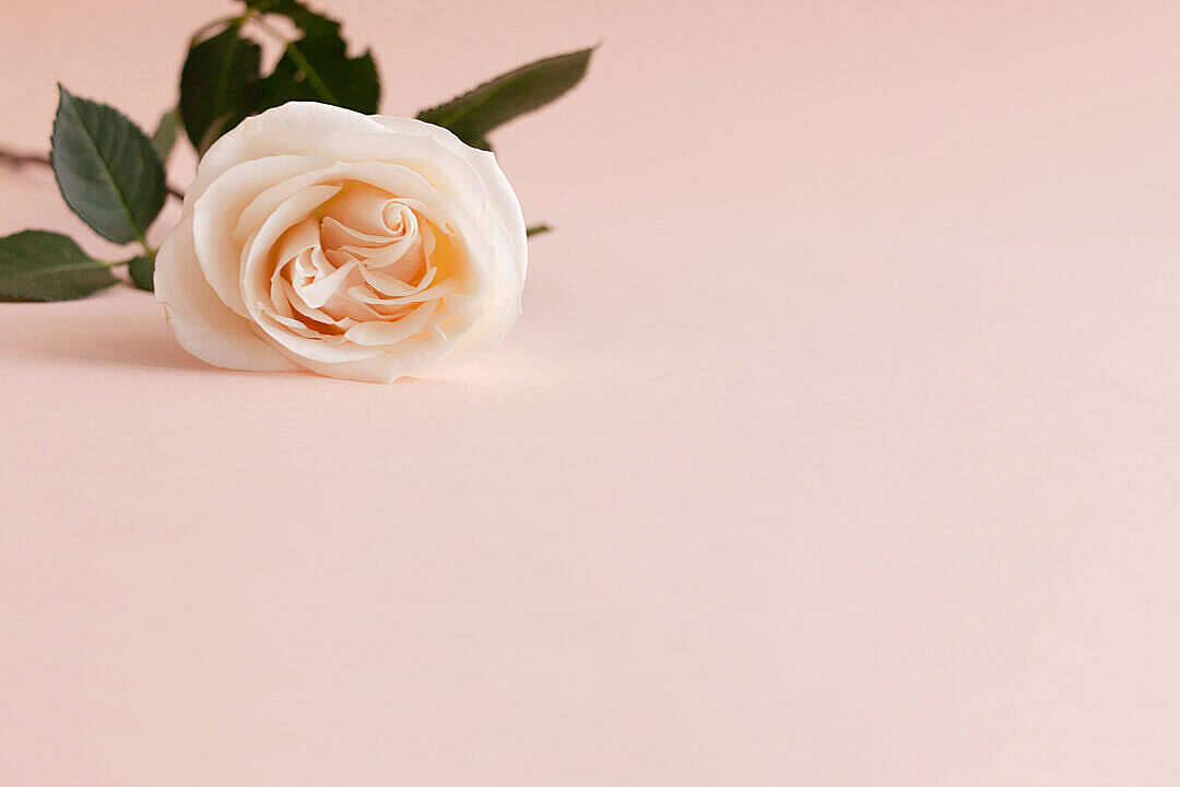 Aesthetic Rose 桌布 壁紙 — 一朵精緻的奶油色玫瑰，搭配綠色葉子，輕輕地放在光滑的粉紅色粉彩表面上。