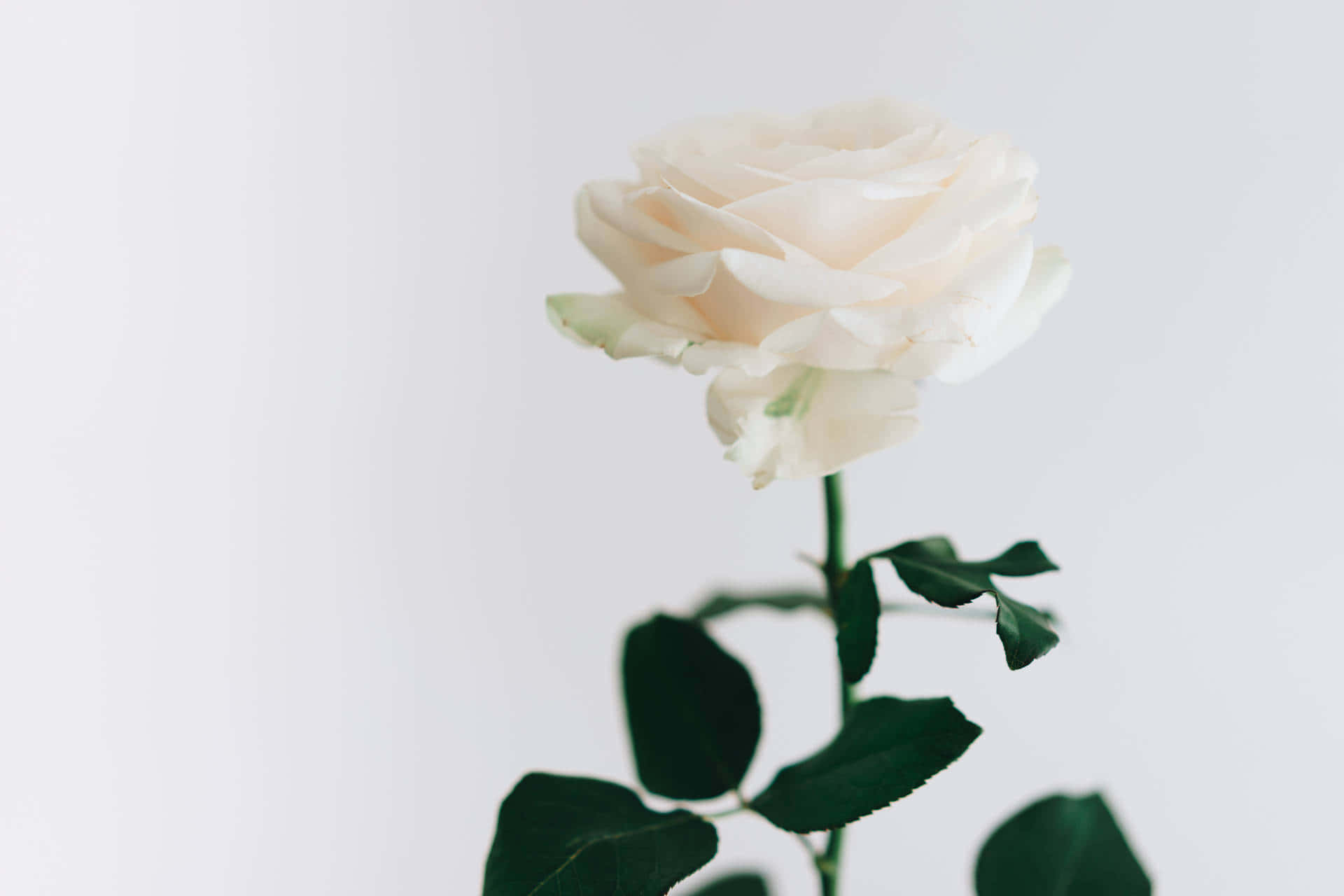 Aesthetic Rose 桌布 壁紙 — 一朵精緻的奶油色玫瑰，搭配茂盛的綠葉，優雅地立在柔和的白色背景上。
