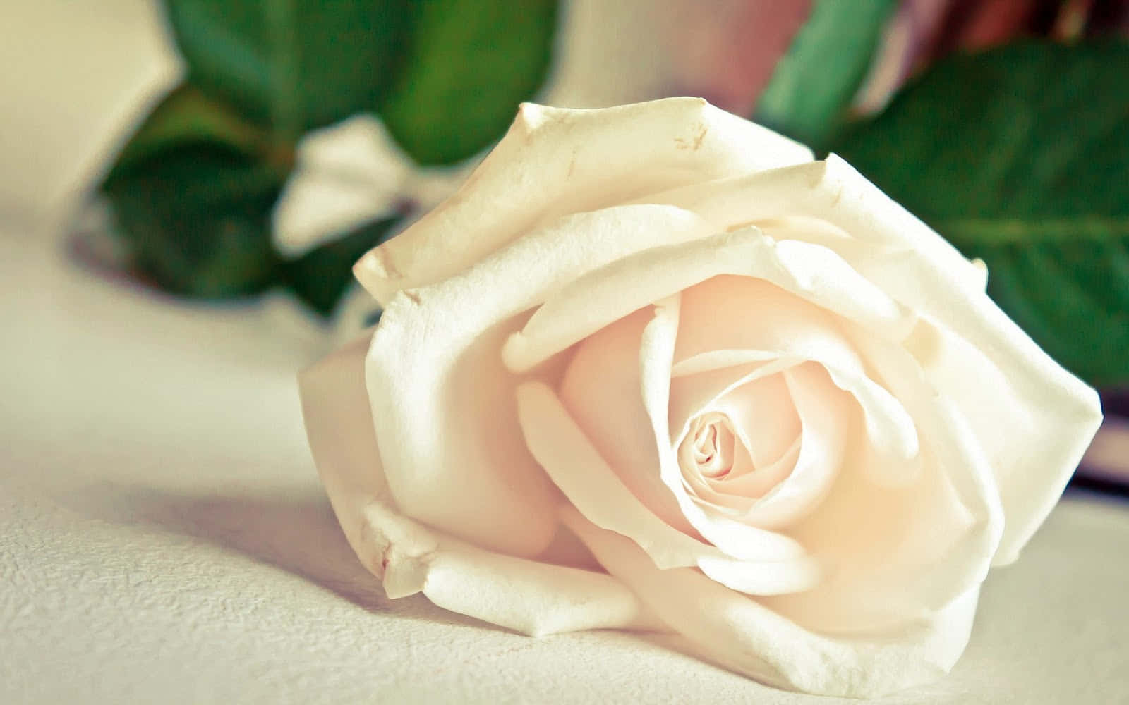 Roses 桌布 壁紙 — 一朵精緻的奶油色玫瑰，花瓣柔軟，放置在紋理表面上，周圍是模糊的綠葉。