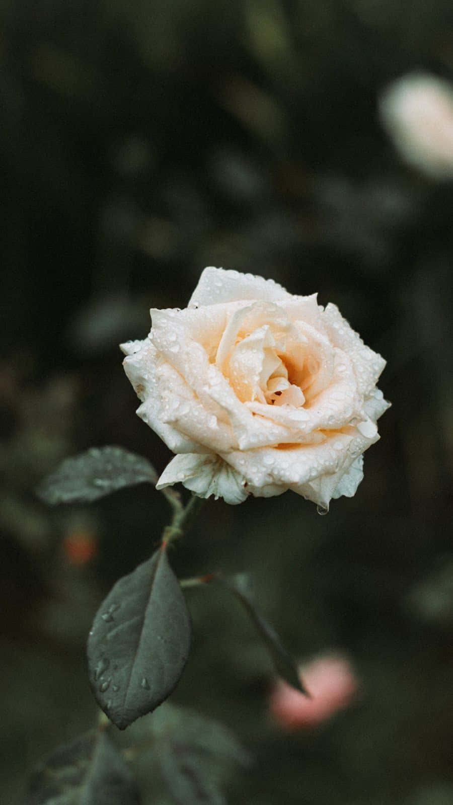Rose Flower 桌布 壁紙 — 一朵精緻的奶油色玫瑰在柔和模糊的花園背景下閃爍著露珠。