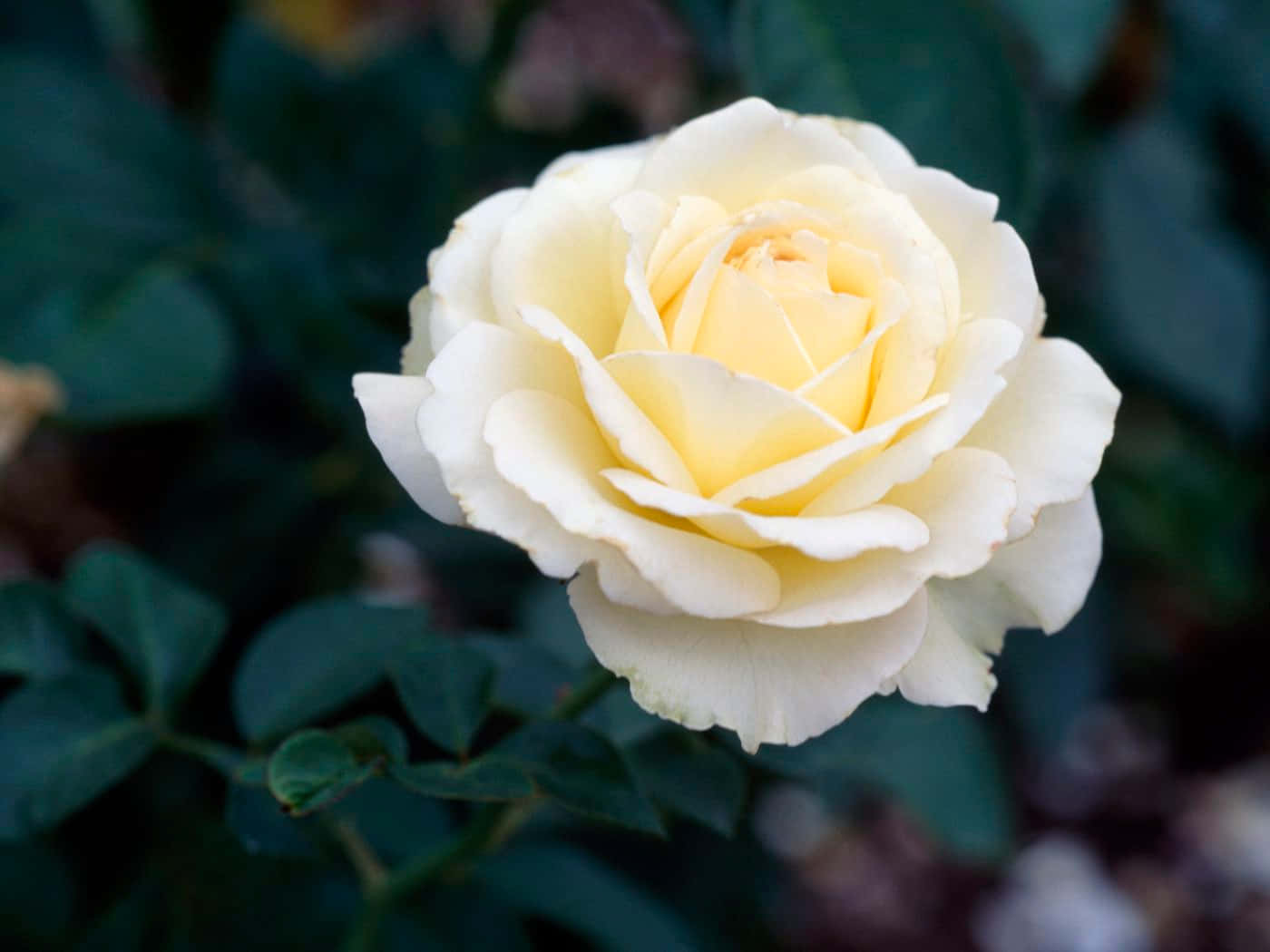 Roses 桌布 壁紙 — 一朵精緻的奶油黃玫瑰，在深綠色葉子的模糊背景下柔和綻放。