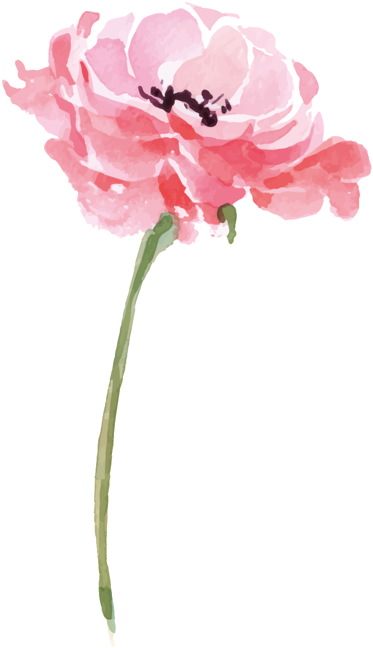 Peony 桌布 壁紙 — 一朵精緻的水彩粉紅牡丹，帶有柔和漸層和深色雄蕊，在純黑背景上綻放。