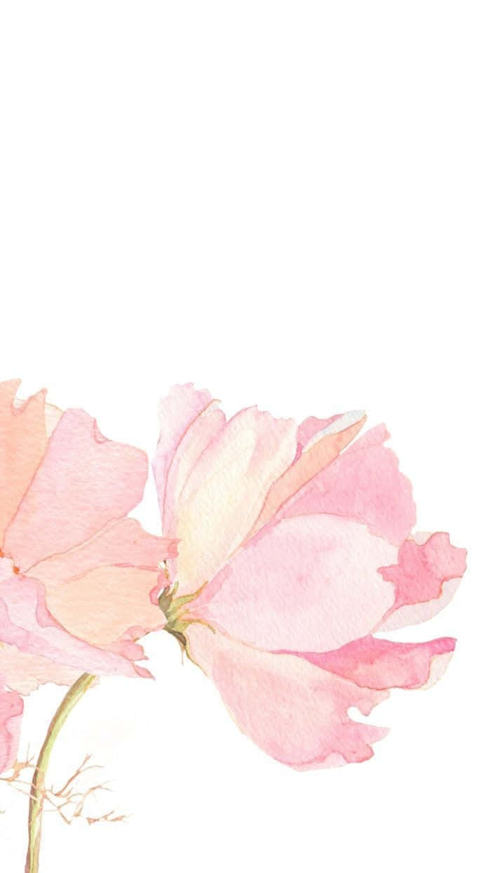 Minimalist Flower Computer 桌布 壁紙 — 一朵精緻的水彩粉紅色花朵，帶有柔和的漸層，在純白背景上綻放。