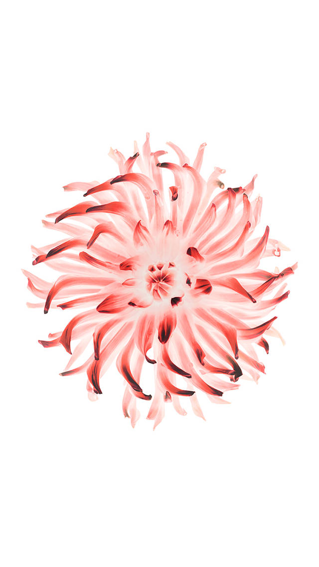 iOS 8 桌布 壁紙 — 一朵精緻的水彩花，柔和的粉紅色花瓣從深色中心向純白色背景輻射。