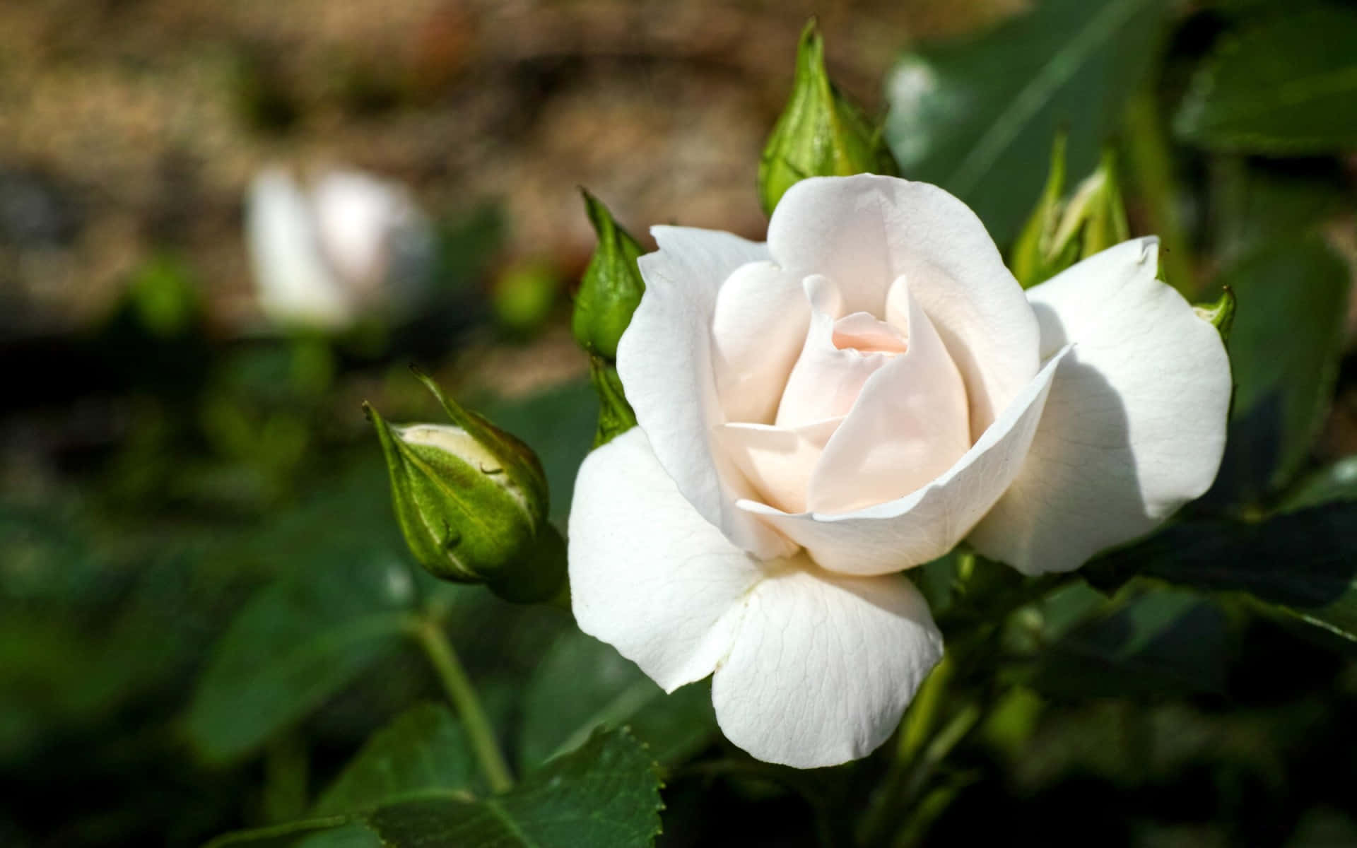 Roses 桌布 壁紙 — 一朵精緻的淡粉紅玫瑰在柔和陽光下盛開，背景有茂盛的綠葉和未開放的花蕾。