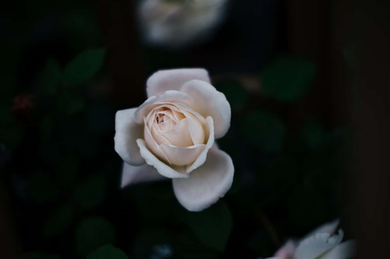 Roses 桌布 壁紙 — 一朵精緻的淡粉紅玫瑰在模糊的深色花園背景下柔和綻放。