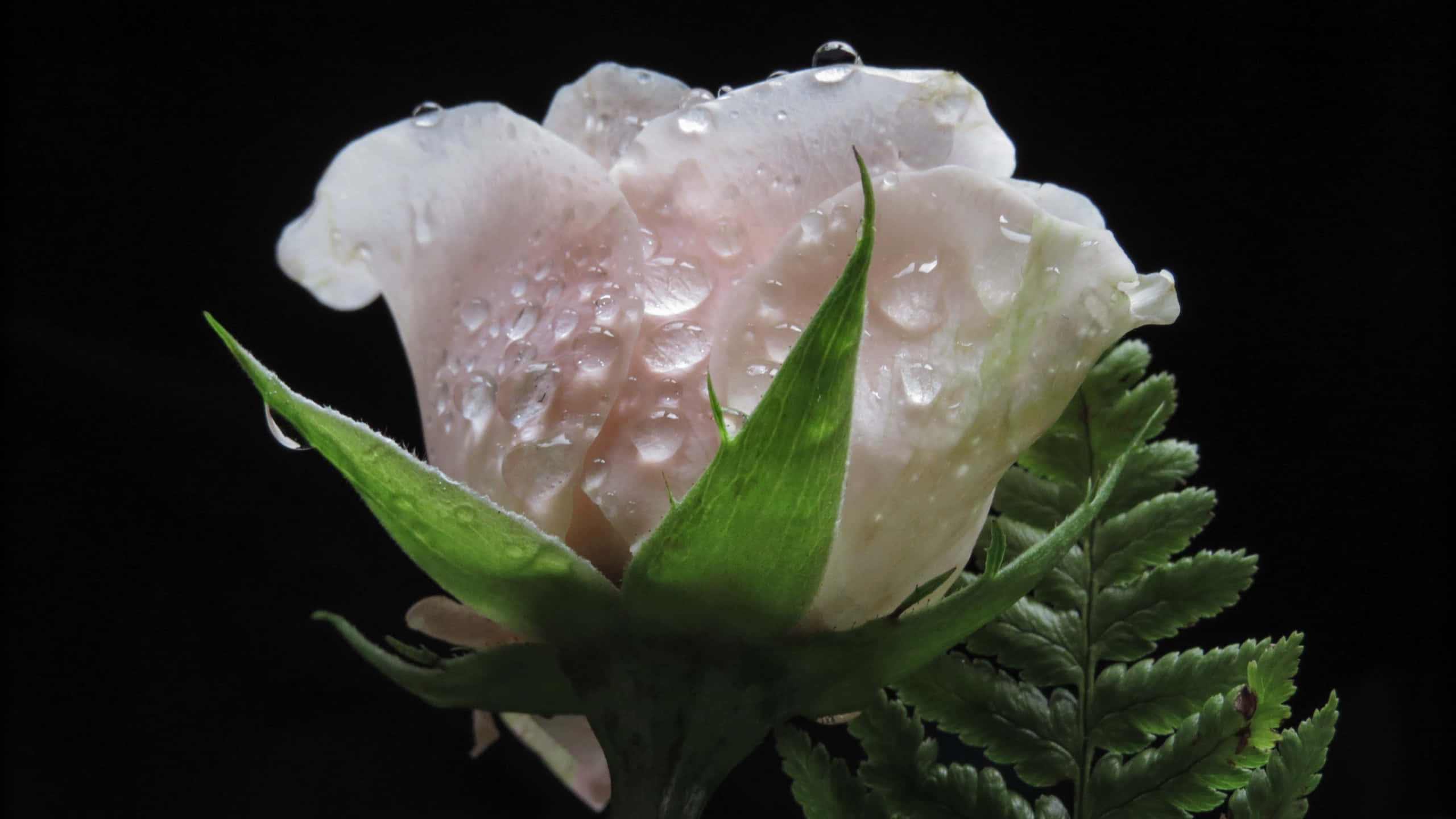 Rose Flower 桌布 壁紙 — 一朵精緻的淡粉紅色玫瑰花蕾在純黑背景上閃爍著露珠，由充滿活力的綠色蕨葉襯托。
