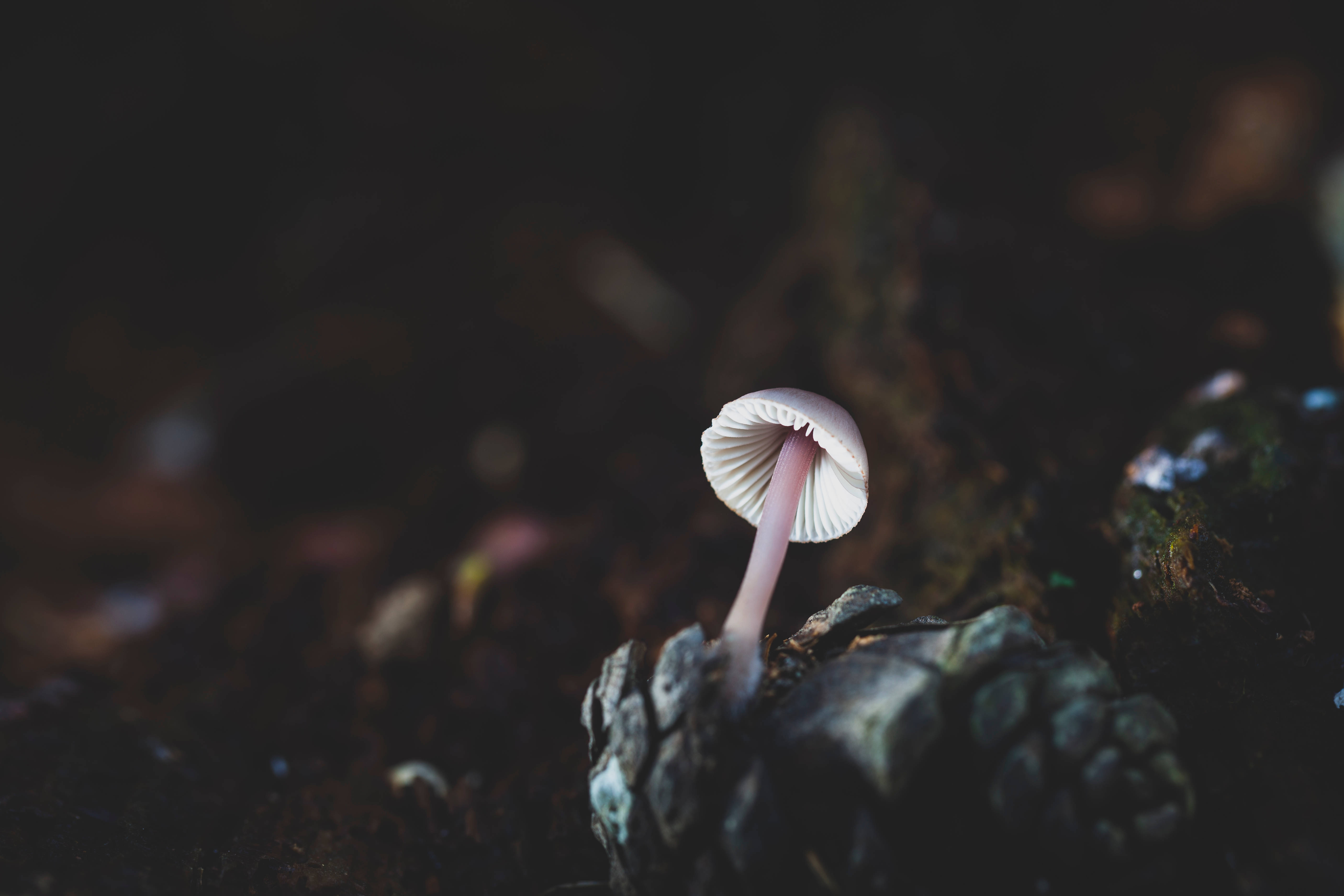 Cute Mushroom 桌布 壁紙 — 一朵精緻的淡粉紅色蘑菇，帶有菌褶，獨自佇立在黑暗的森林地面上，周圍是模糊的大地色調。
