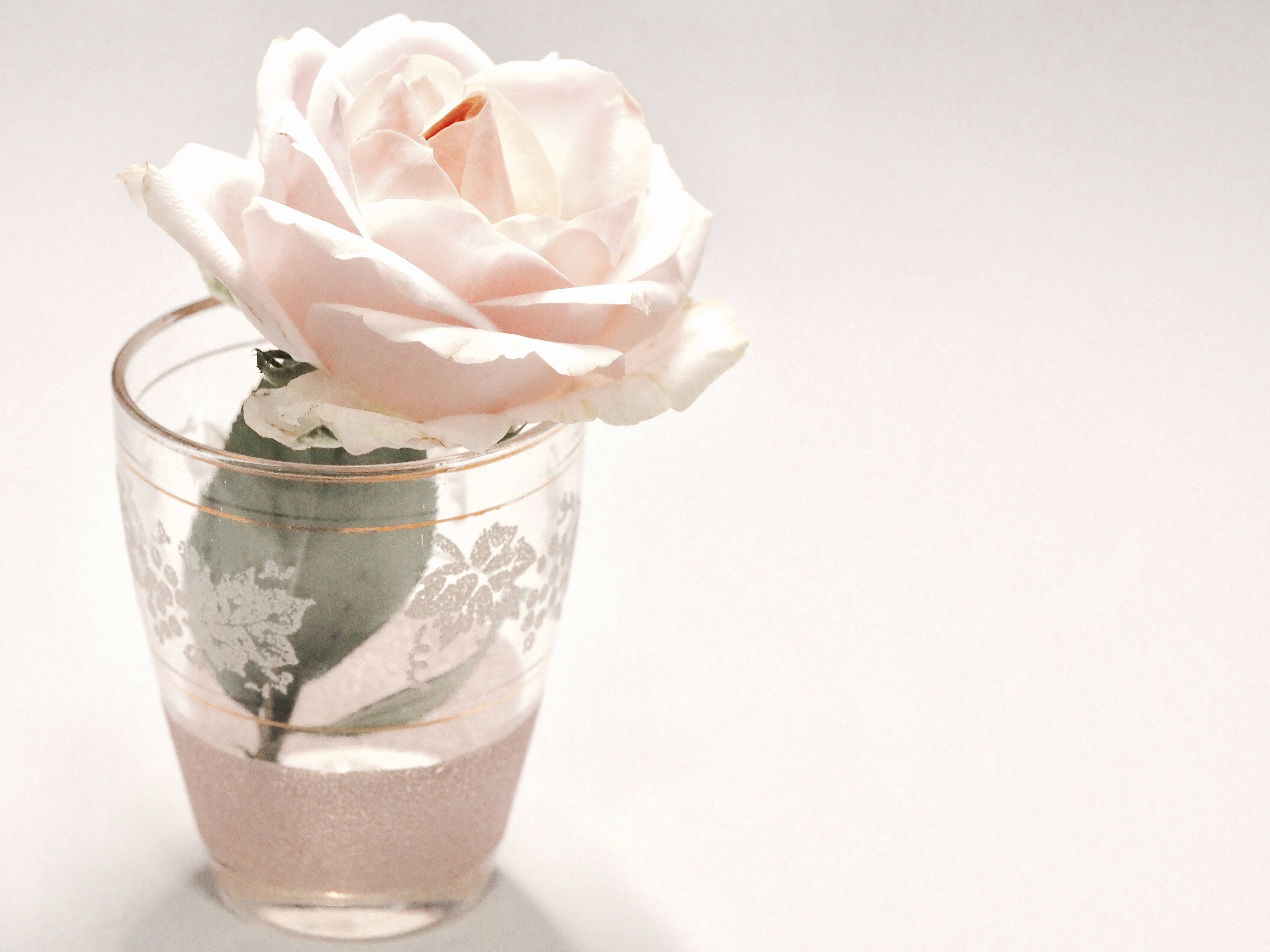 Rose Flower 桌布 壁紙 — 一朵精緻的淡粉色玫瑰在一個裝滿閃亮水的復古玻璃花瓶中綻放，背景是柔和的白色。