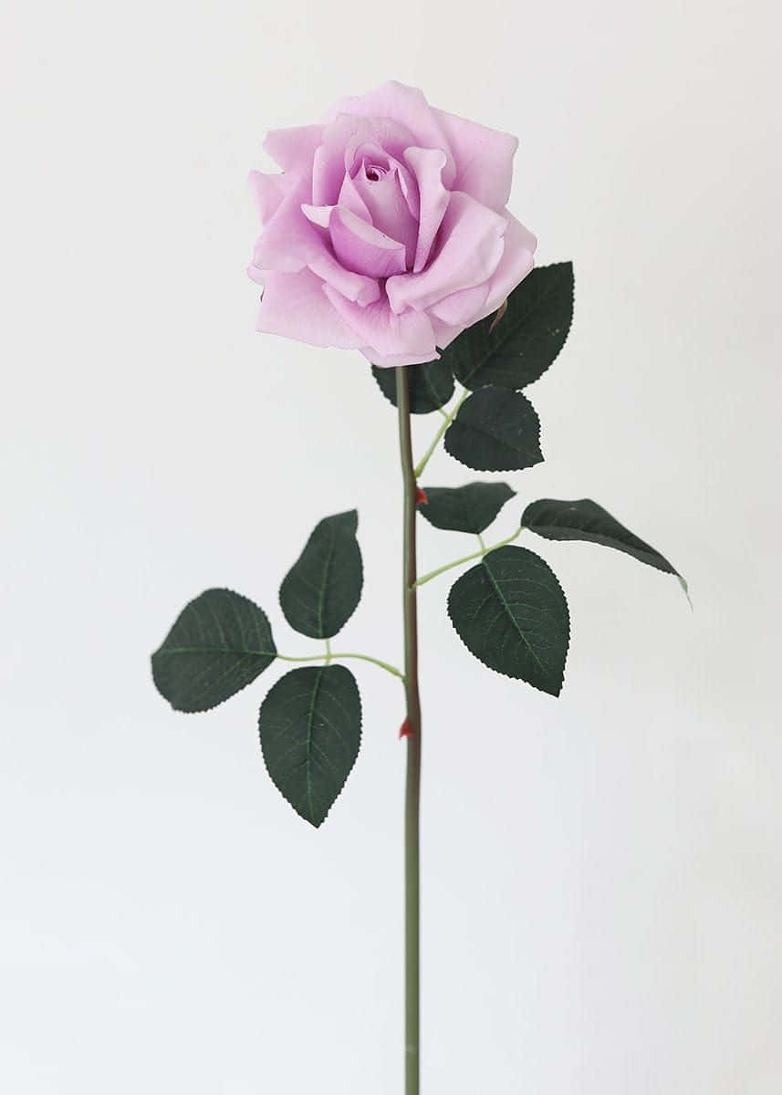 Single Rose 桌布 壁紙 — 一朵精緻的淡紫色玫瑰，搭配深綠色葉子，在純白背景上高高聳立。