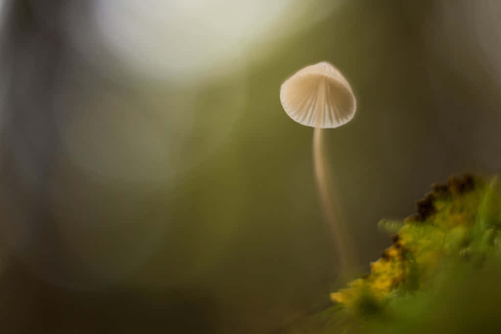 Mushroom Aesthetic 桌布 壁紙 — 一朵精緻的淡色蘑菇，帶有凹槽的菌蓋，從長滿苔蘚的地面冒出，背景是柔和的綠色散景。