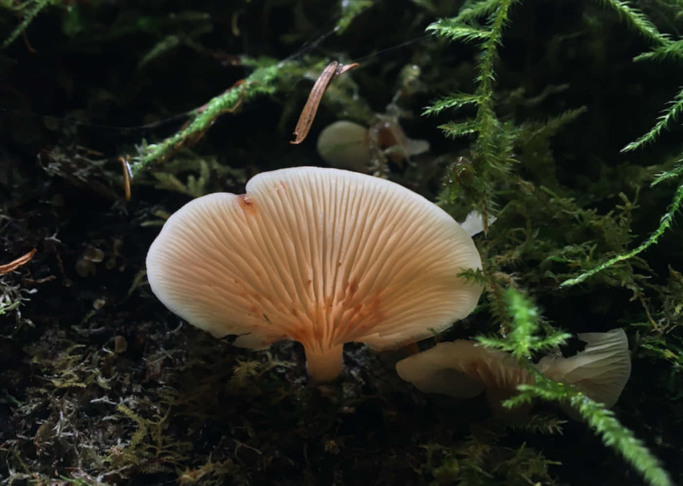 自然 桌布 壁紙 — 一朵精緻的淡色蘑菇，帶有菌褶，在森林地面的特寫中，在深色苔蘚和蕨類植物之間柔和地發光。