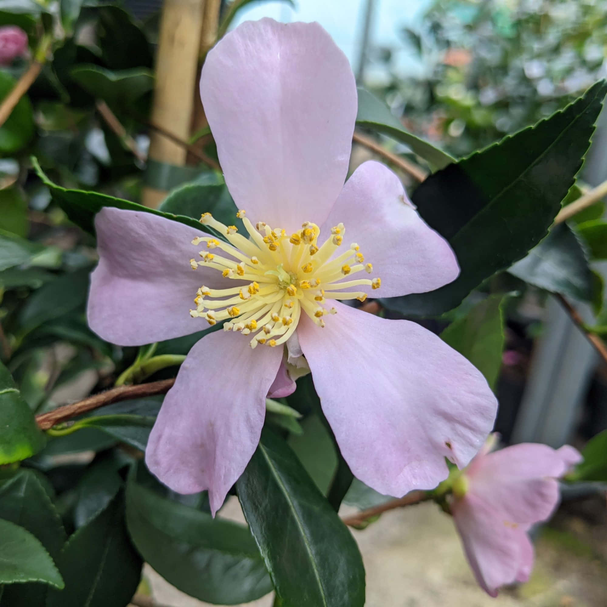 Camellia Sasanqua 桌布 壁紙 — 一朵精緻的淺粉色花朵，帶有黃色雄蕊，在柔和的自然光中於光亮的綠葉間綻放。