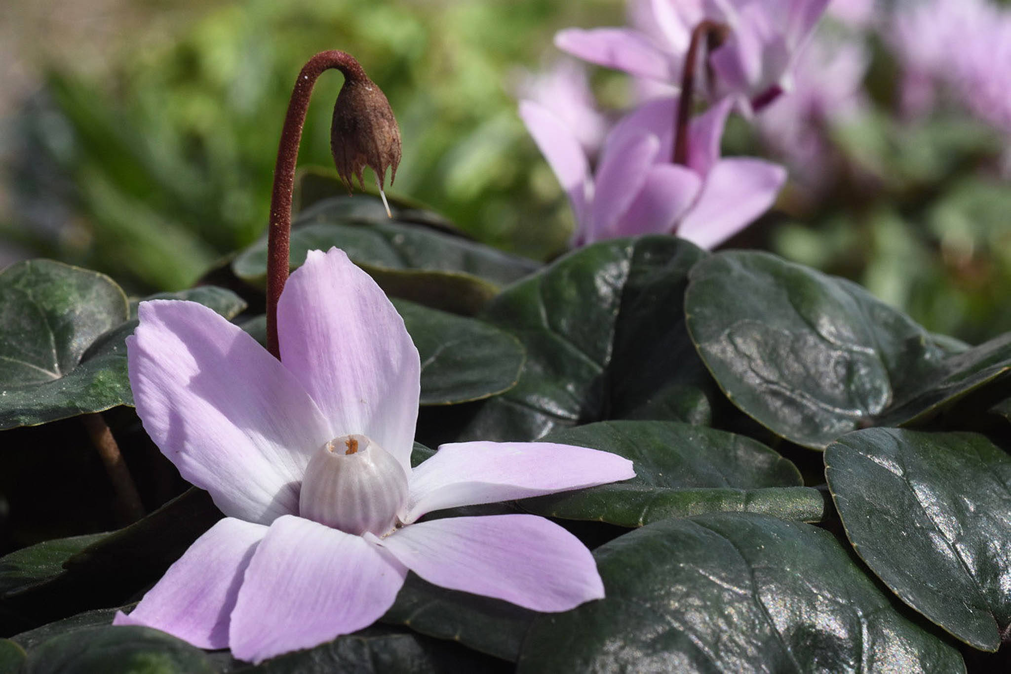 Cyclamen 桌布 壁紙 — 一朵精緻的淺紫色仙客來花在光亮的深綠色葉子中盛開，上方彎曲著一個乾燥的種莢。