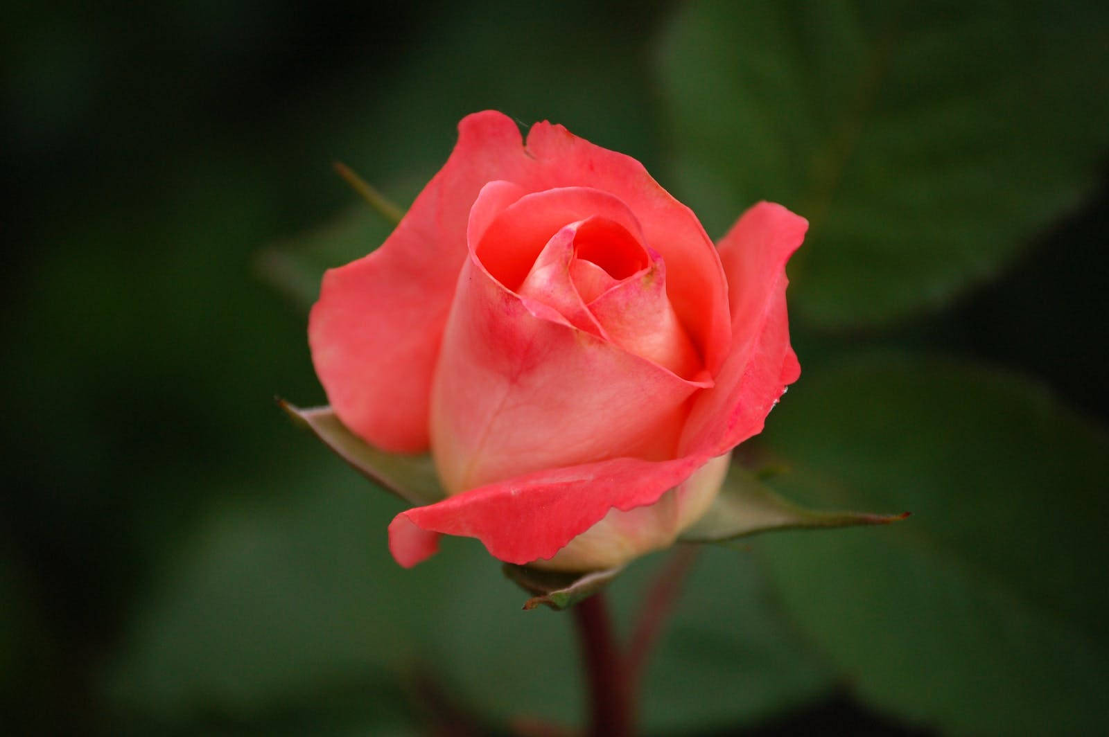 Rose HD 桌布 壁紙 — 一朵精緻的珊瑚玫瑰花蕾在柔和模糊的綠色背景和溫柔光線中綻放。