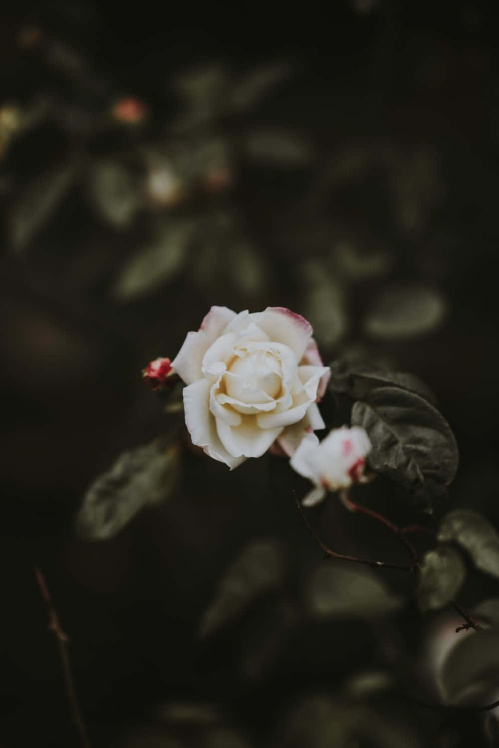 White Rose 桌布 壁紙 — 一朵精緻的白玫瑰，帶有微妙的粉紅色邊緣，在黑暗模糊的樹葉背景下柔和綻放。