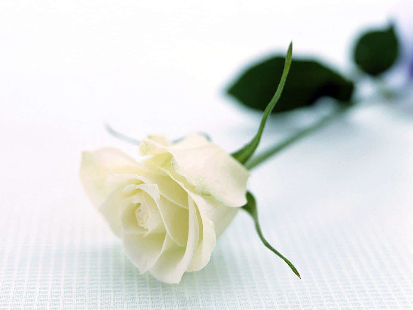 Roses 桌布 壁紙 — 一朵精緻的白玫瑰，帶有綠色莖和葉子，輕輕地放在淺藍色格紋表面上。