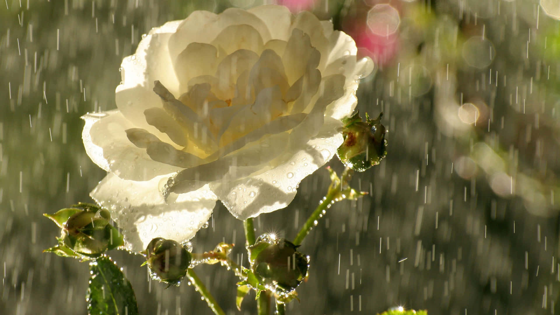 Rose In Rain 桌布 壁紙 — 一朵精緻的白玫瑰在溫柔的雨中綻放，陽光透過花瓣和花蕾上的水滴灑落。