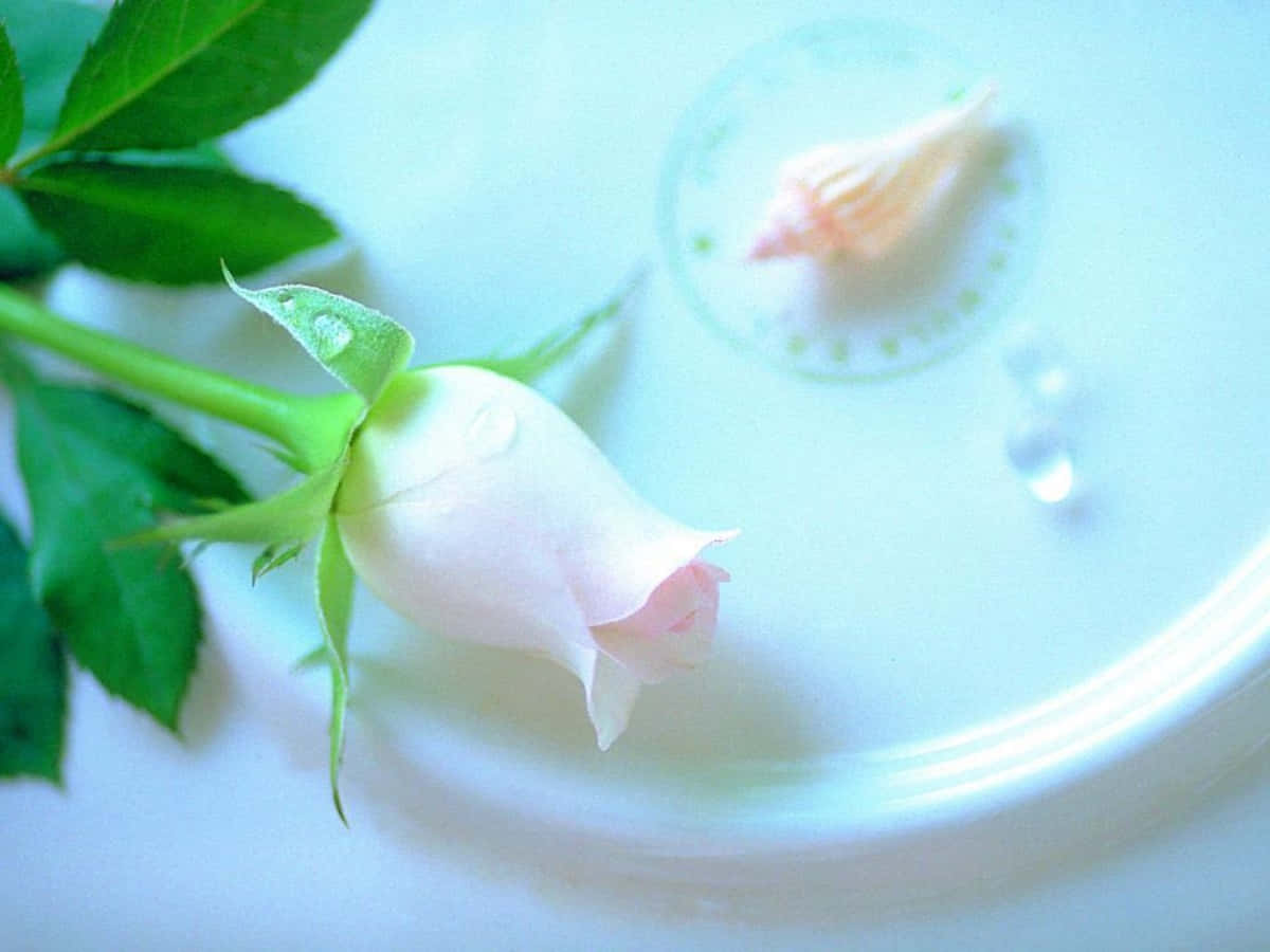Roses 桌布 壁紙 — 一朵精緻的白玫瑰花蕾帶有露珠，放在淺藍色陶瓷盤上，旁邊有一個貝殼。