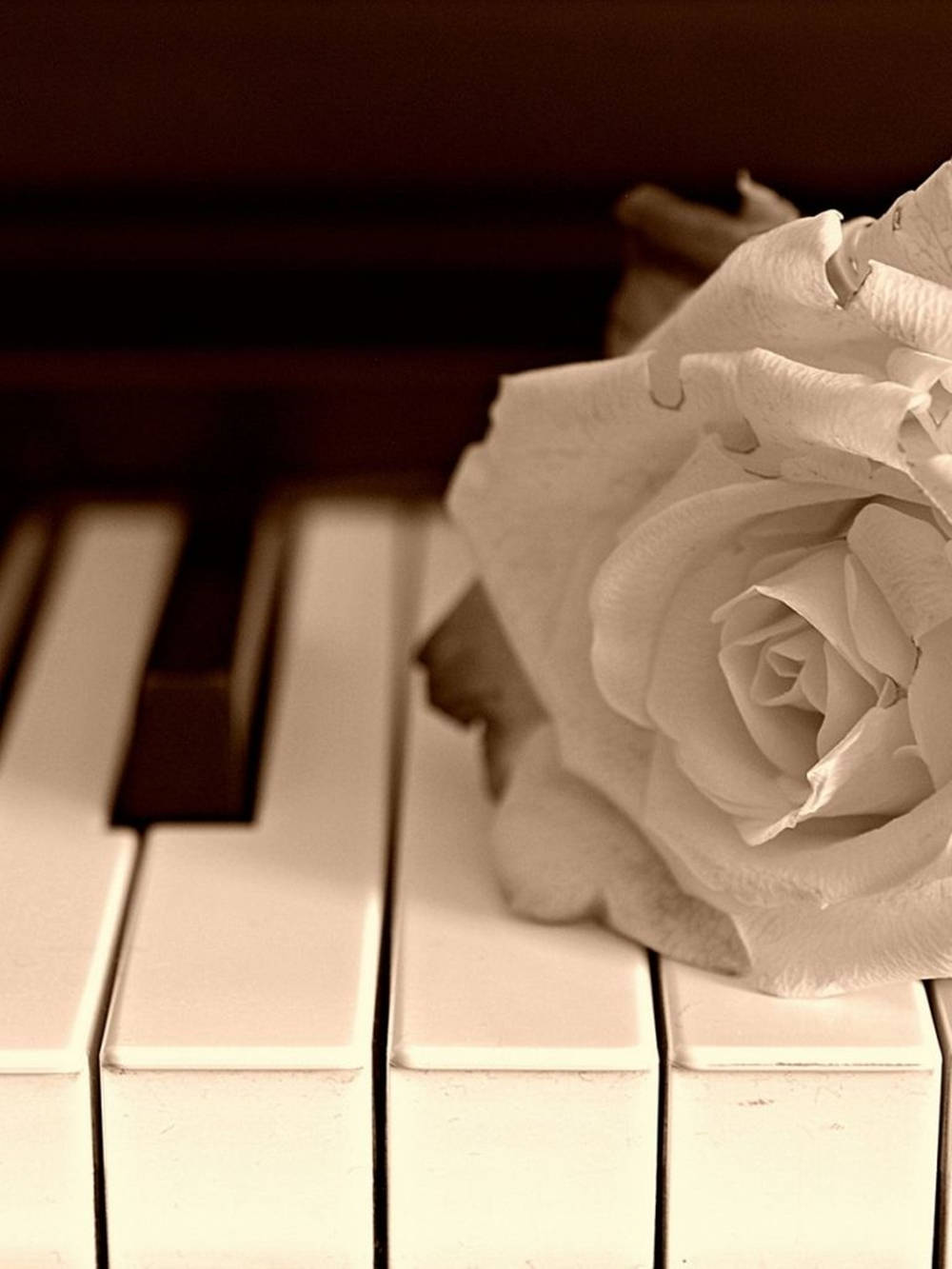 Piano 桌布 壁紙 — 一朵精緻的白玫瑰輕輕地放在溫暖復古色調的鋼琴琴鍵上。