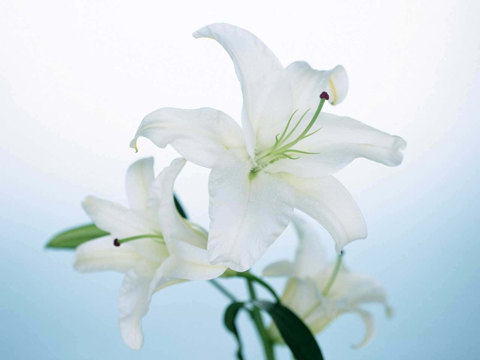 lily 桌布 壁紙 — 一朵精緻的白百合在寧靜的淺藍色漸變背景和柔和散景中輕輕綻放。
