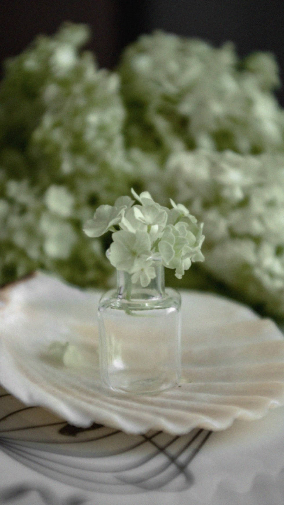 Ethereal 桌布 壁紙 — 一朵精緻的白繡球花在一個小玻璃瓶中綻放，瓶子放在一個有圖案表面上的貝殼上。