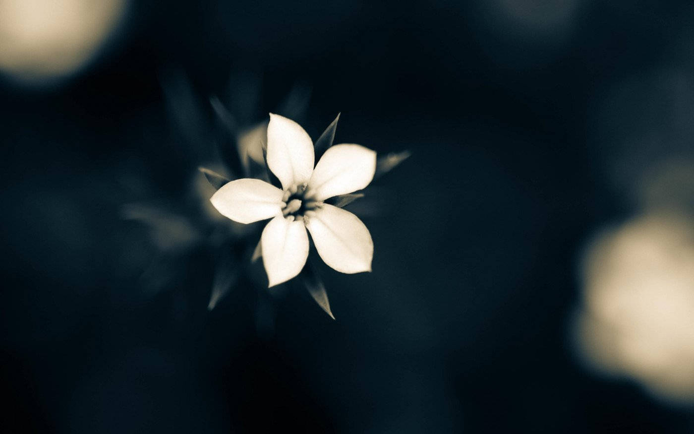 White Flower 桌布 壁紙 — 一朵精緻的白色五瓣花，在黑暗模糊的背景中，伴隨著溫暖的散景高光，柔和地發光。