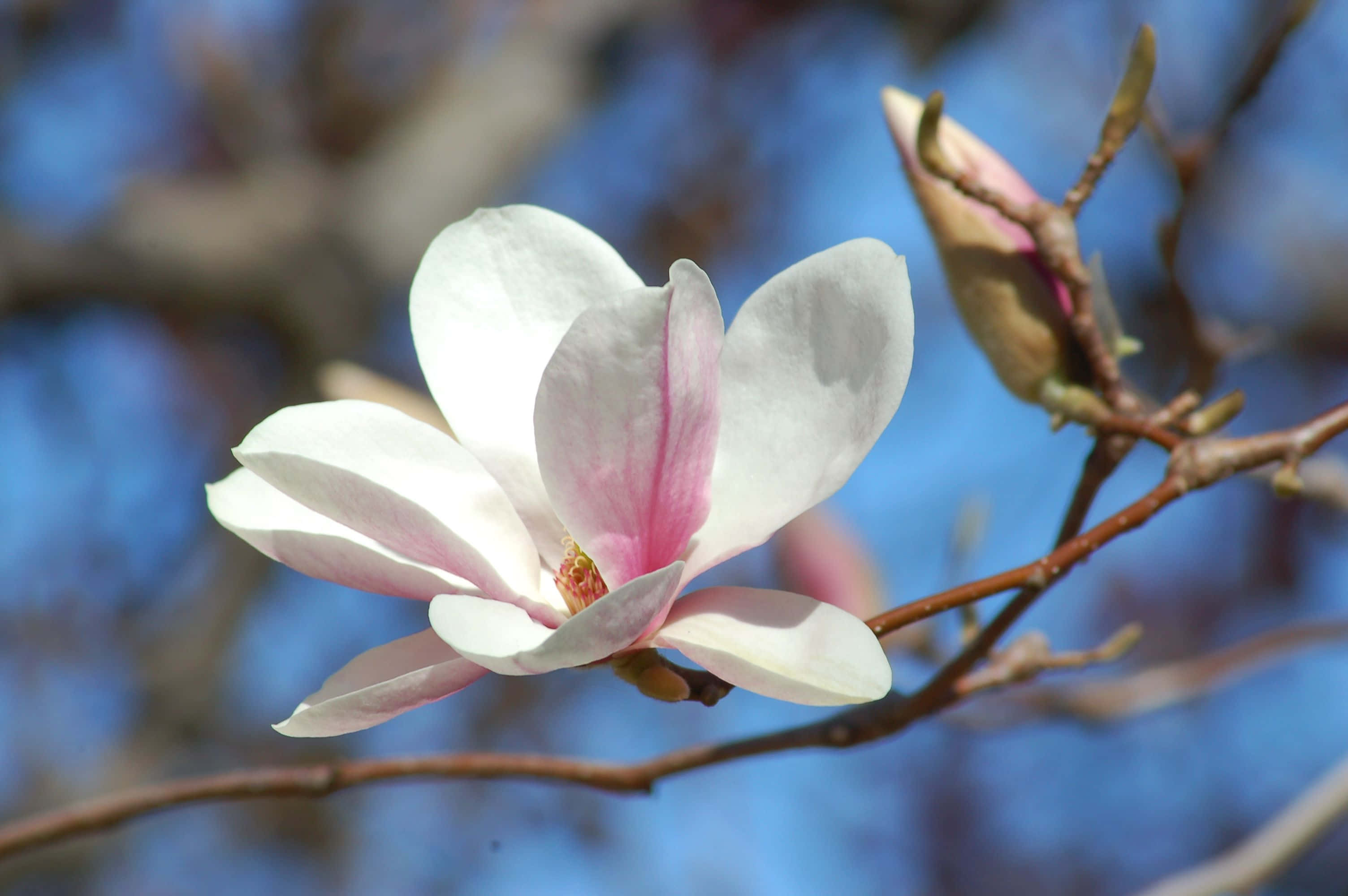 Magnolia 桌布 壁紙 — 一朵精緻的白色木蘭花，花瓣帶有粉紅色調，在鮮藍色的天空和光禿的樹枝襯托下盛開。