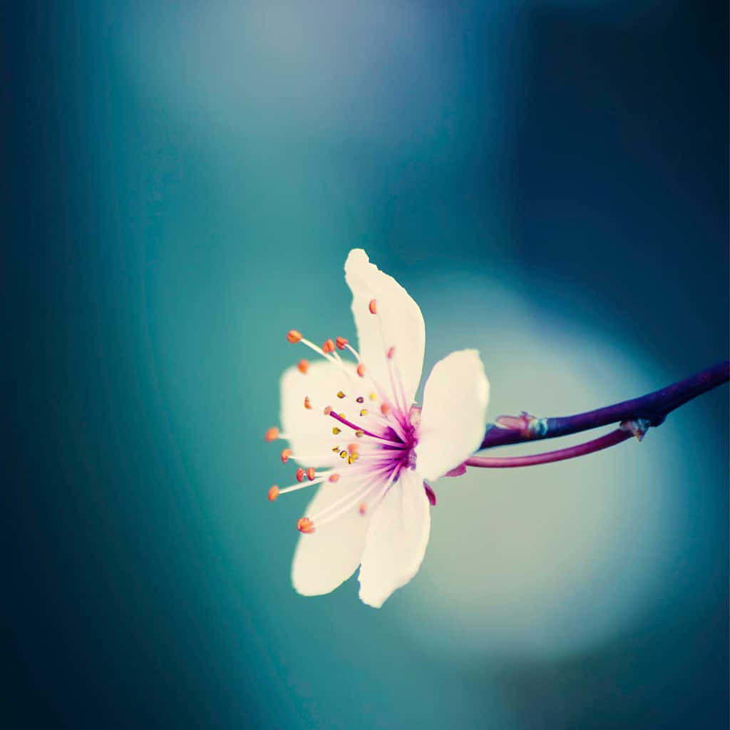 Spring Laptop 桌布 壁紙 — 一朵精緻的白色櫻花，帶有粉紅色中心和橙色雄蕊，在柔和的藍色漸變背景上綻放。
