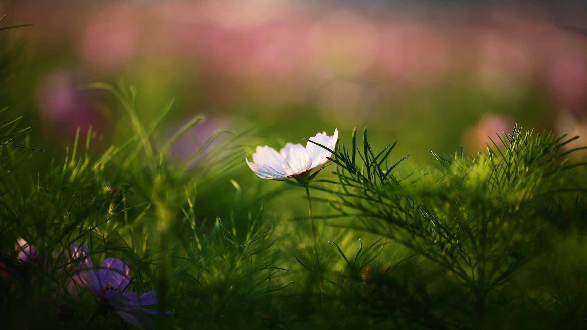 1920 X 1080 桌布 壁紙 — 一朵精緻的白色波斯菊在陽光照耀的綠草中柔和地發光，背景是模糊的粉紅色和紫色花朵。