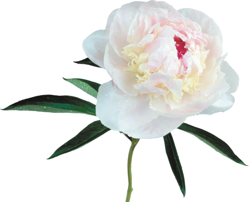 Peony 桌布 壁紙 — 一朵精緻的白色牡丹，帶有柔和的粉紅色調和露珠，在純黑背景下綻放。