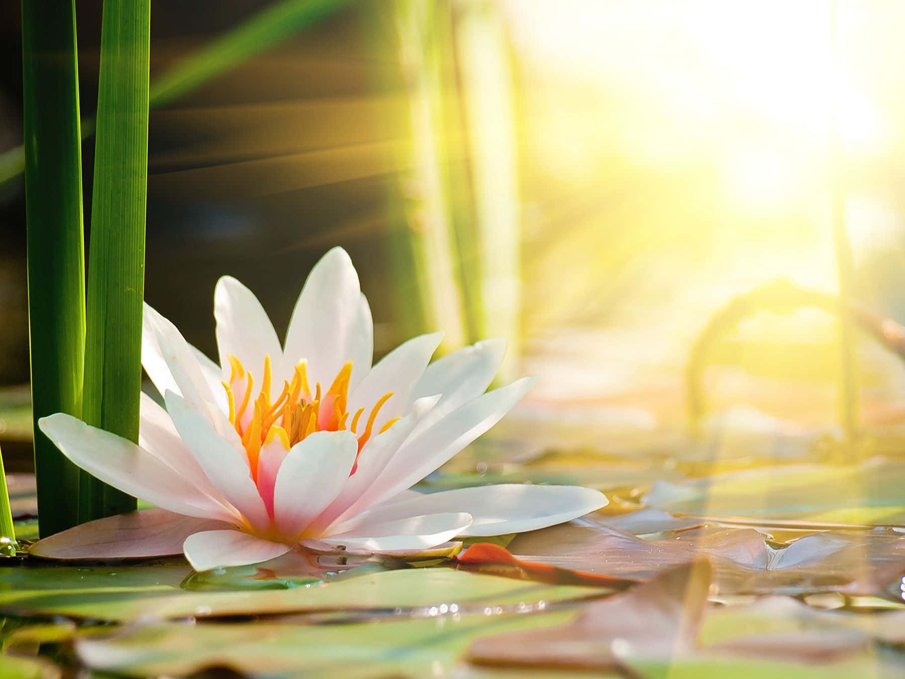 lotus 桌布 壁紙 — 一朵精緻的白色睡蓮，黃色花心，在池塘上盛開，金色陽光穿過蘆葦灑落。