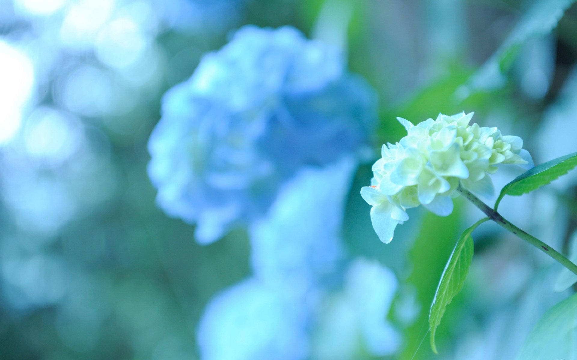 Hydrangea 桌布 壁紙 — 一朵精緻的白色繡球花在夢幻般的藍色和綠色模糊花園背景下以柔和焦點綻放。