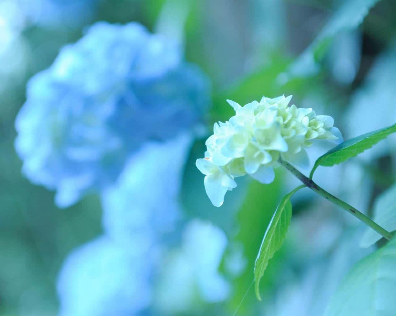 elegant 桌布 壁紙 — 一朵精緻的白色繡球花在銳利對焦下，與柔和的藍色繡球花和綠葉在夢幻般的淺景深中形成對比。