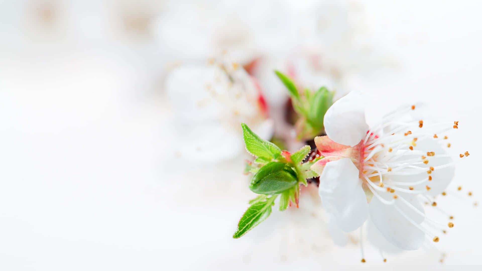 1920 X 1080 Flower 桌布 壁紙 — 一朵精緻的白色花朵，帶有粉紅色花心和綠色葉子，在明亮的白色背景上柔和地綻放。