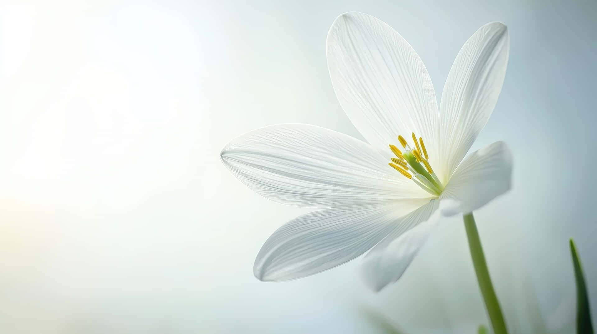 Delicate White Flower in Soft Natural Light 壁紙 — 一朵精緻的白色花朵，帶有黃色中心，在明亮擴散的背景下柔和綻放。