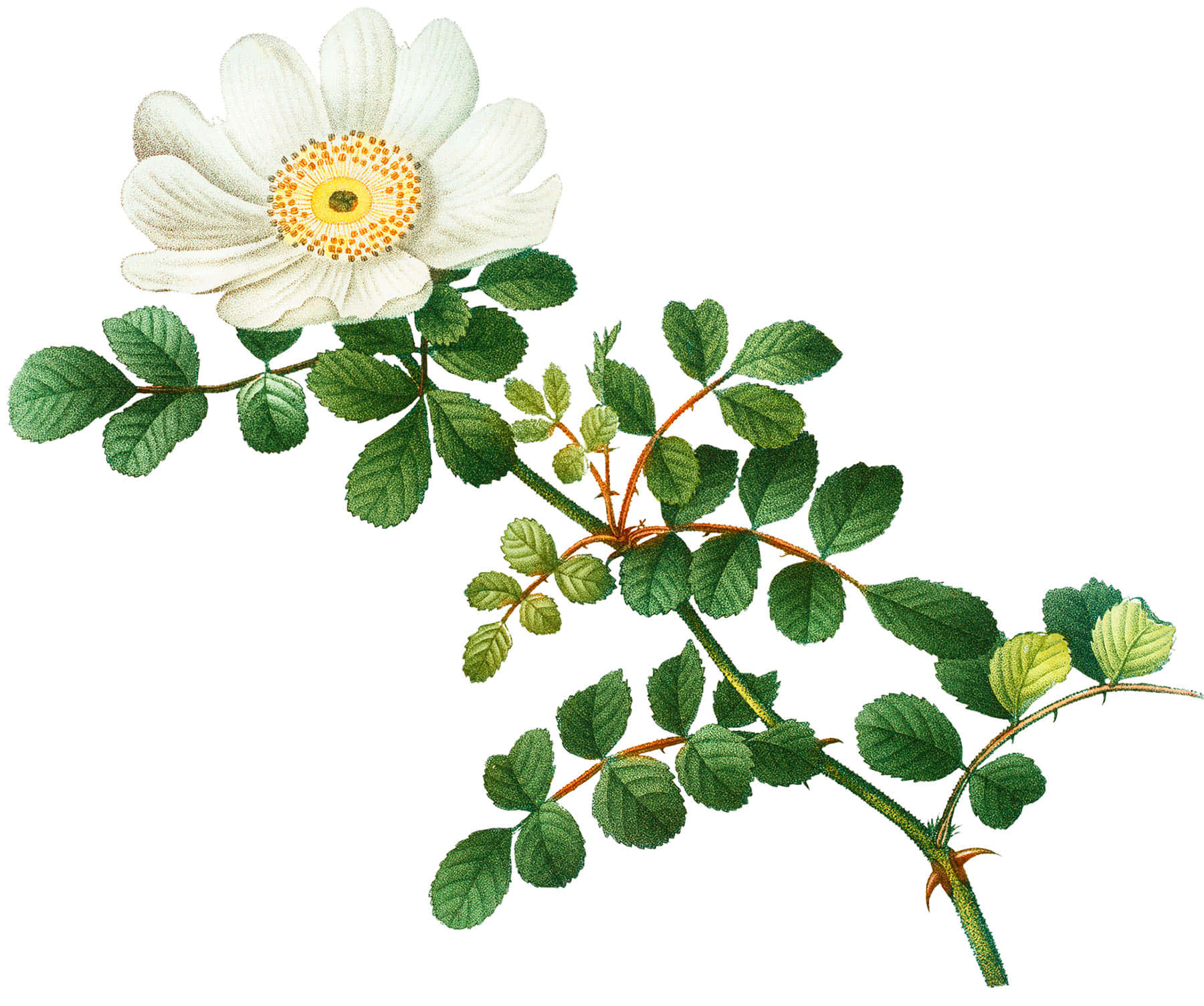 White Rose 桌布 壁紙 — 一朵精緻的白色花朵，帶有黃色花心，在帶有詳細葉片的綠色多刺莖上綻放。
