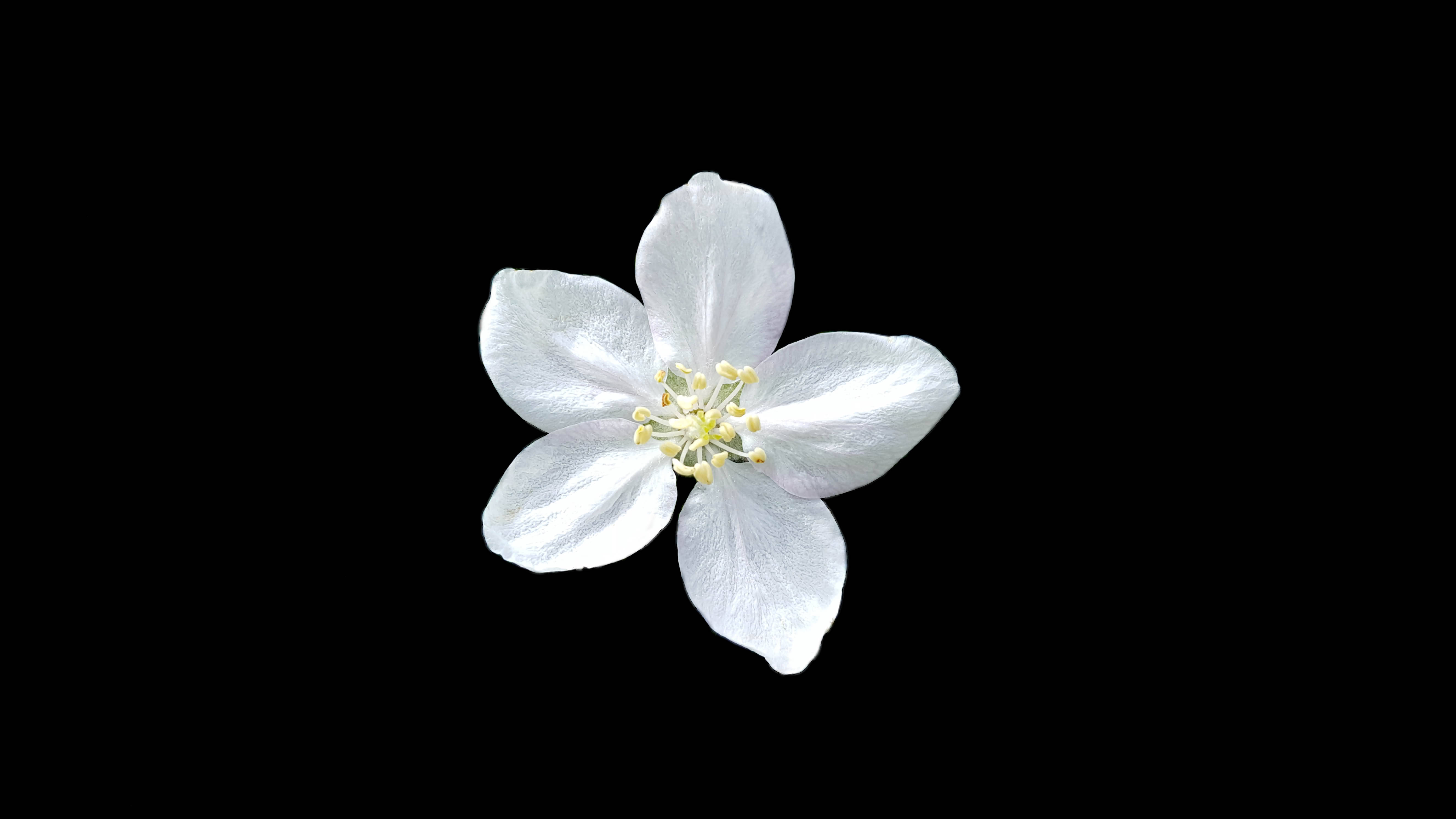 Anemone Flower 桌布 壁紙 — 一朵精緻的白色花朵，有五片花瓣和黃色雄蕊，漂浮在純黑色背景上。
